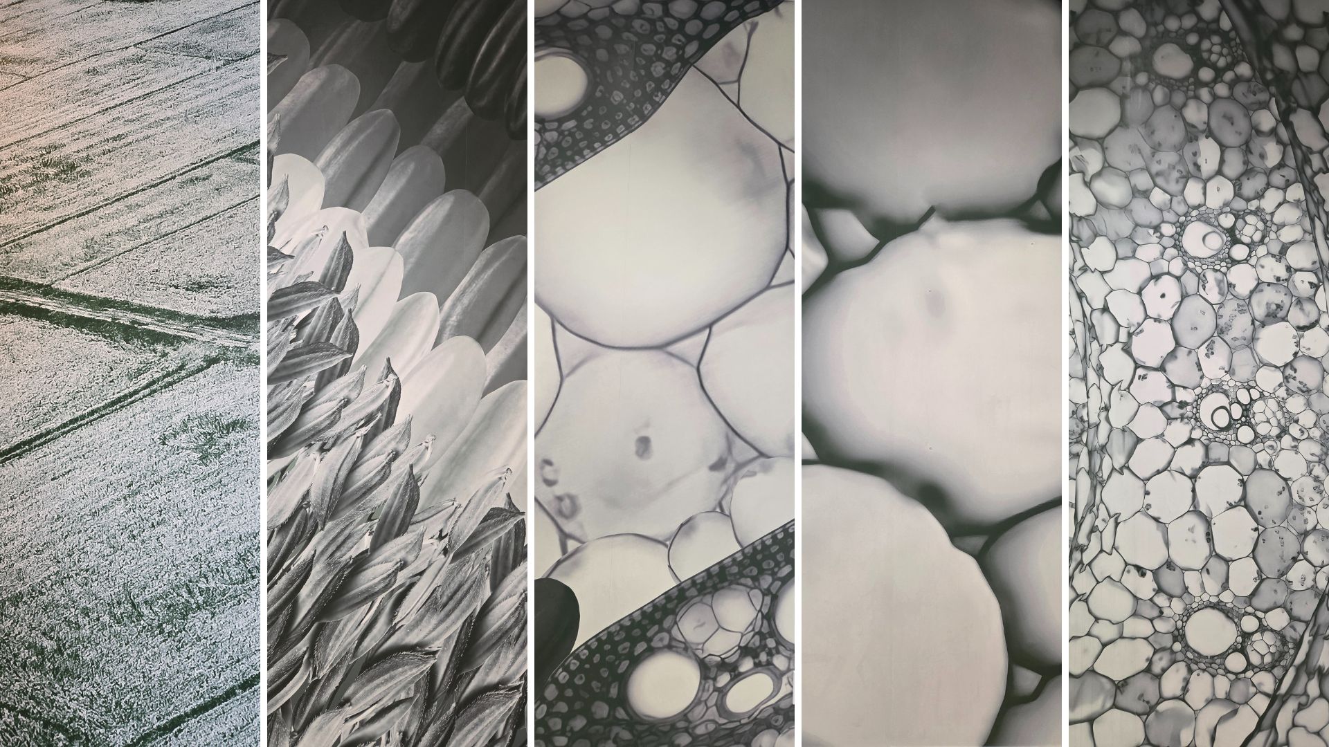 A collage of five photos starting from a field of crops down to the microscopic level