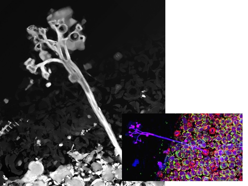 Graphic of bremia fungus, one larger photo in color and the same photo but smaller and in color