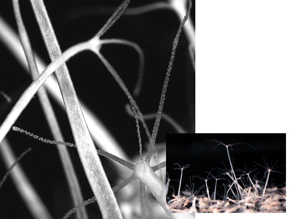 Graphic of a hydra, one larger photo in black and white and the same photo smaller and in color