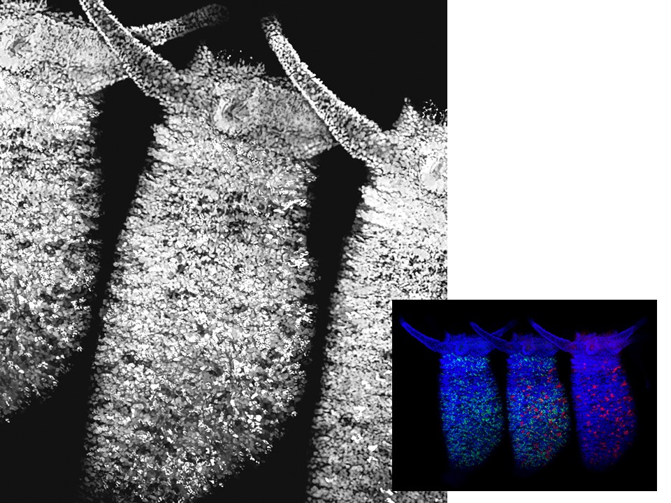 Graphic of a hydra, one larger photo in color and the same photo smaller and in black and white