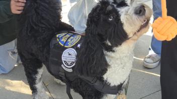 A black and white dog staring up