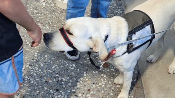 A dog sniffs a kid's hand