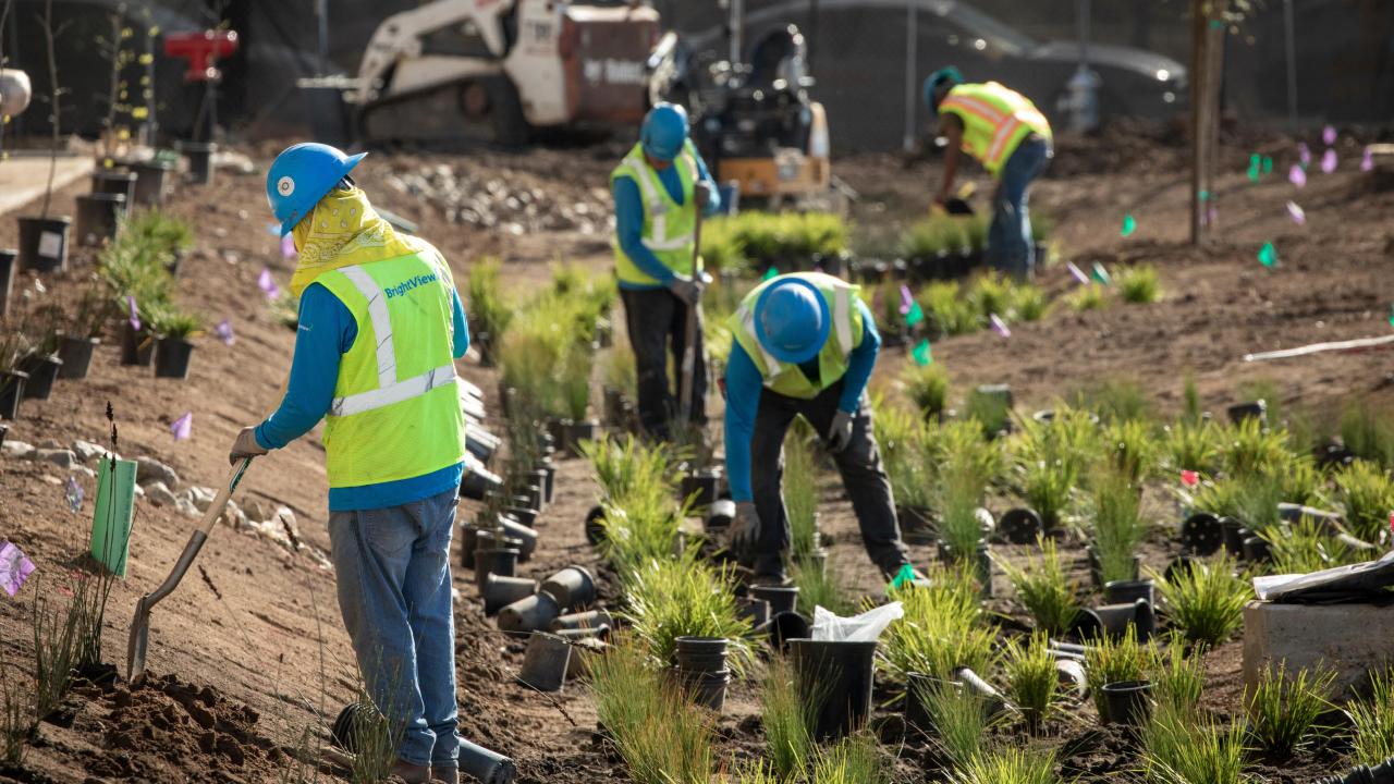 Construction workers installing drought tolerant plants.