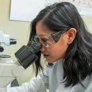 A person looking through a microscope
