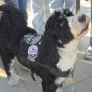 A black and white dog staring up