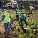 Construction workers landscaping and planting plants