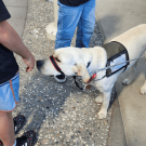 A dog sniffs a kid's hand